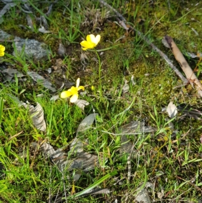 Ranunculus sp. (Buttercup) at Nail Can Hill - 14 Aug 2020 by erika