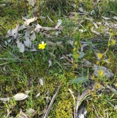 Ranunculus sp. at West Albury, NSW - 15 Aug 2020