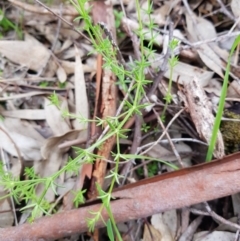 Galium sp. at Nail Can Hill - 14 Aug 2020 by erika