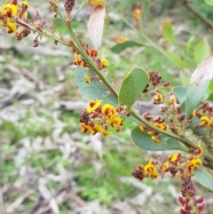 Daviesia latifolia (Hop Bitter-Pea) at Albury, NSW - 14 Aug 2020 by erika