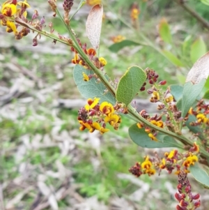 Daviesia latifolia at Albury, NSW - 15 Aug 2020