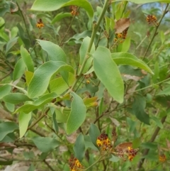 Daviesia latifolia at Albury, NSW - 15 Aug 2020