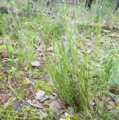 Stackhousia monogyna (Creamy Candles) at Nail Can Hill - 14 Aug 2020 by erika