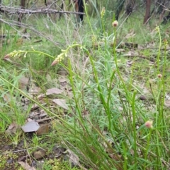 Stackhousia monogyna at West Albury, NSW - 15 Aug 2020 05:36 AM