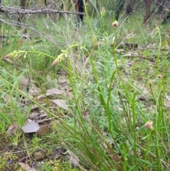 Stackhousia monogyna at West Albury, NSW - 15 Aug 2020