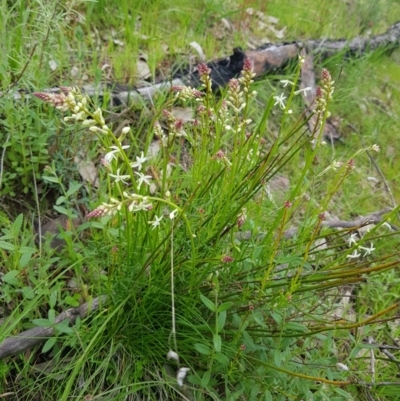 Stackhousia monogyna (Creamy Candles) at Albury - 14 Aug 2020 by erika