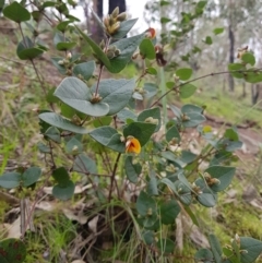 Platylobium formosum (Handsome Flat Pea) at Albury - 14 Aug 2020 by erika