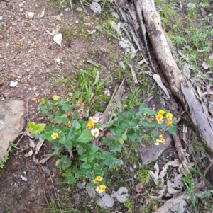 Platylobium formosum at West Albury, NSW - 15 Aug 2020