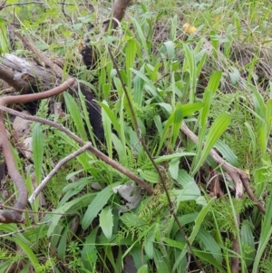 Plantago varia at Albury - 15 Aug 2020 05:28 AM