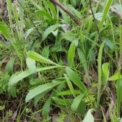 Plantago varia at Albury - 15 Aug 2020 05:28 AM