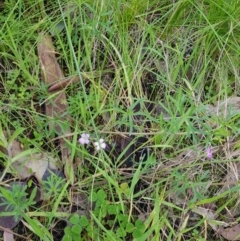 Geranium sp. (Geranium) at Albury, NSW - 15 Aug 2020 by erika