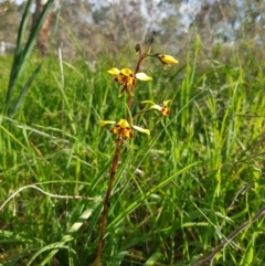 Diuris pardina (Leopard Doubletail) at Albury - 14 Aug 2020 by erika