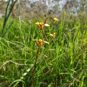 Diuris pardina at Albury, NSW - suppressed