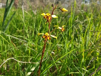 Diuris pardina (Leopard Doubletail) at Albury, NSW - 15 Aug 2020 by erika