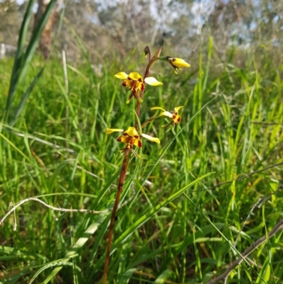 Diuris pardina (Leopard Doubletail) at Albury - 14 Aug 2020 by erika