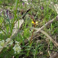 Diuris pardina at Albury, NSW - suppressed