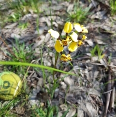 Diuris pardina (Leopard Doubletail) at Albury, NSW - 14 Aug 2020 by erika