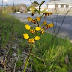 Diuris pardina at Albury - 15 Aug 2020