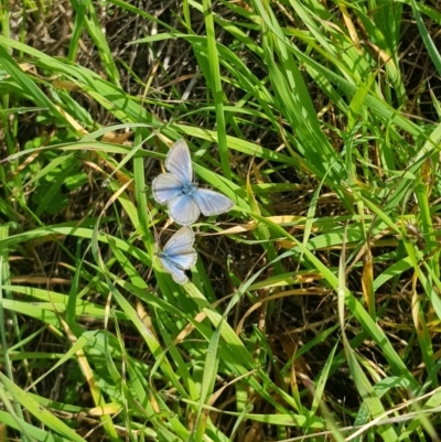 Zizina otis (Common Grass-Blue) at Table Top, NSW - 2 Aug 2020 by erika