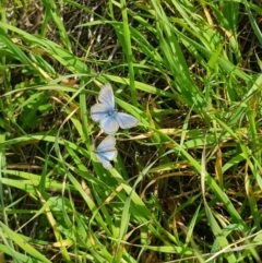 Zizina otis (Common Grass-Blue) at Albury - 2 Aug 2020 by erika