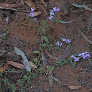 Hovea heterophylla at O'Connor, ACT - 14 Aug 2020