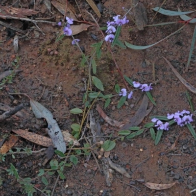 Hovea heterophylla (Common Hovea) at Black Mountain - 14 Aug 2020 by ConBoekel