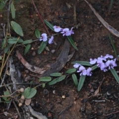 Hovea heterophylla at O'Connor, ACT - 14 Aug 2020