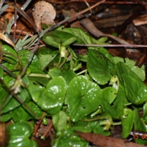 Viola odorata at Weston, ACT - 15 Aug 2020