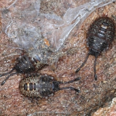Pentatomidae (family) (Shield or Stink bug) at Majura, ACT - 14 Aug 2020 by jb2602