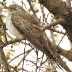 Cacomantis pallidus (Pallid Cuckoo) at Indigo Valley, VIC - 15 Aug 2020 by Michelleco