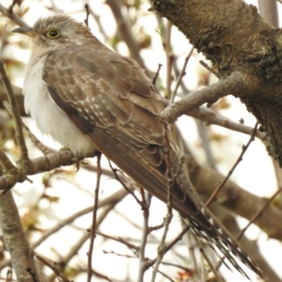 Cacomantis pallidus (Pallid Cuckoo) at Wodonga - 15 Aug 2020 by Michelleco