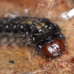 Oenosandra boisduvalii at Majura, ACT - 14 Aug 2020 04:24 PM