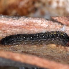 Oenosandra boisduvalii at Majura, ACT - 14 Aug 2020 04:24 PM