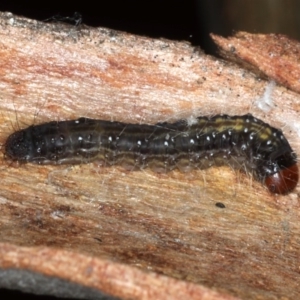 Oenosandra boisduvalii at Majura, ACT - 14 Aug 2020 04:24 PM