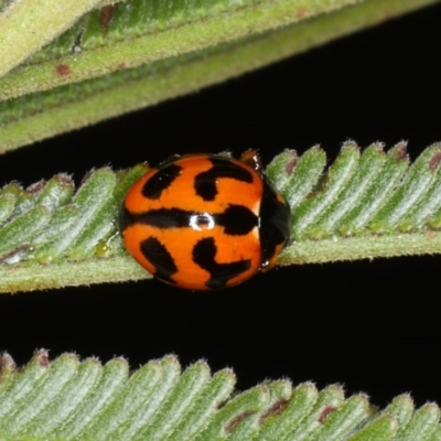 Coccinella transversalis (Transverse Ladybird) at Mount Ainslie - 14 Aug 2020 by jb2602