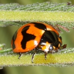 Coccinella transversalis at Ainslie, ACT - 14 Aug 2020 05:09 PM