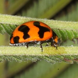 Coccinella transversalis at Ainslie, ACT - 14 Aug 2020 05:09 PM