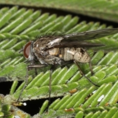 Helina sp. (genus) (Muscid fly) at Mount Ainslie - 14 Aug 2020 by jb2602