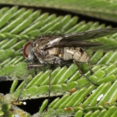 Helina sp. (genus) (Muscid fly) at Ainslie, ACT - 14 Aug 2020 by jb2602