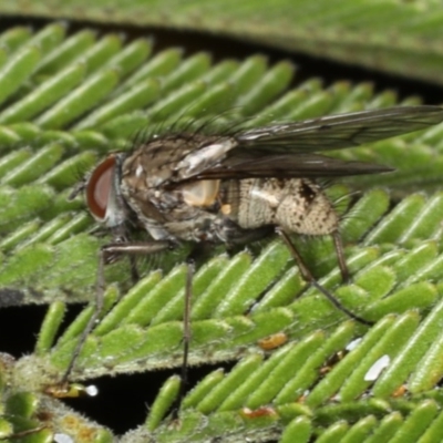 Helina sp. (genus) (Muscid fly) at Mount Ainslie - 14 Aug 2020 by jb2602