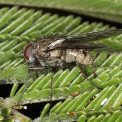 Helina sp. (genus) (Muscid fly) at Ainslie, ACT - 14 Aug 2020 by jb2602