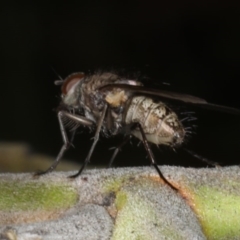 Helina sp. (genus) at Ainslie, ACT - 14 Aug 2020