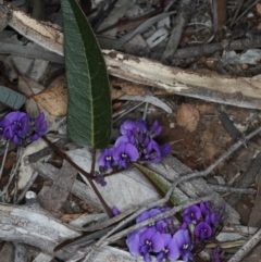 Hardenbergia violacea (False Sarsaparilla) at Mount Ainslie - 14 Aug 2020 by jb2602