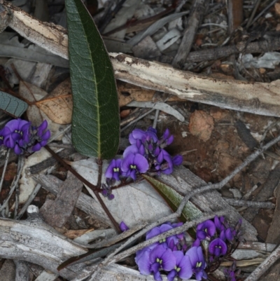 Hardenbergia violacea (False Sarsaparilla) at Mount Ainslie - 14 Aug 2020 by jbromilow50