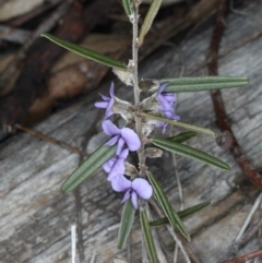 Hovea heterophylla (Common Hovea) at Mount Ainslie - 14 Aug 2020 by jbromilow50