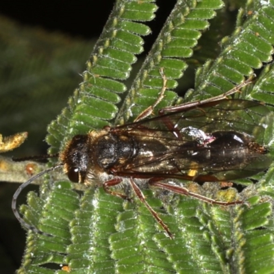 Thynninae (subfamily) (Smooth flower wasp) at Ainslie, ACT - 14 Aug 2020 by jbromilow50