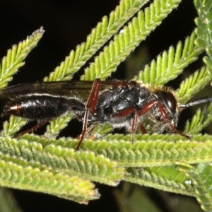 Thynninae (subfamily) at Ainslie, ACT - 14 Aug 2020