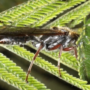 Thynninae (subfamily) at Ainslie, ACT - 14 Aug 2020