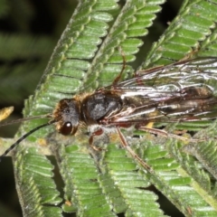 Thynninae (subfamily) at Ainslie, ACT - 14 Aug 2020