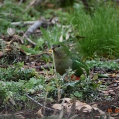 Alisterus scapularis (Australian King-Parrot) at Fowles St. Woodland, Weston - 14 Aug 2020 by AliceH